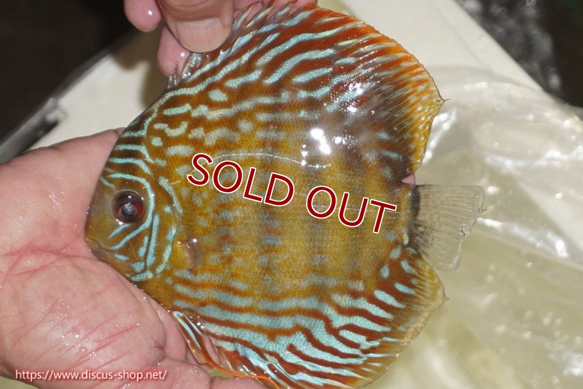 画像2: 【ワイルドディスカス】【通販】【未開の新産地個体】ラーゴマミアロイヤルブルー【個体販売】15cm（生体）ラーゴマミア産 (2)