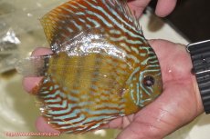 画像2: 【ワイルドディスカス】【通販】【未開の新産地個体】ラーゴマミアロイヤルブルー【個体販売】15cm（生体）ラーゴマミア産 (2)