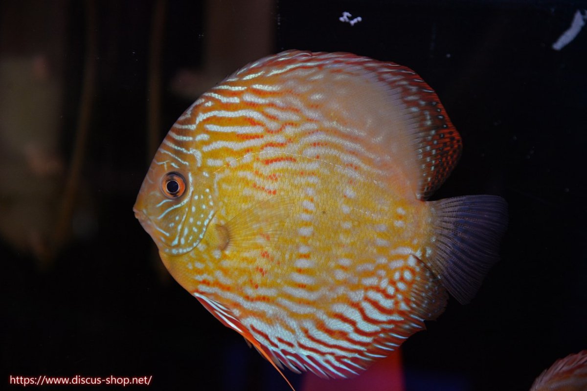 画像5: 【30周年記念セール対象個体】【ワイルドディスカス】【通販】【未開の新産地個体】ラーゴマミアロイヤルブルー【個体ペア販売】15-16cm（生体）ラーゴマミア産 (5)