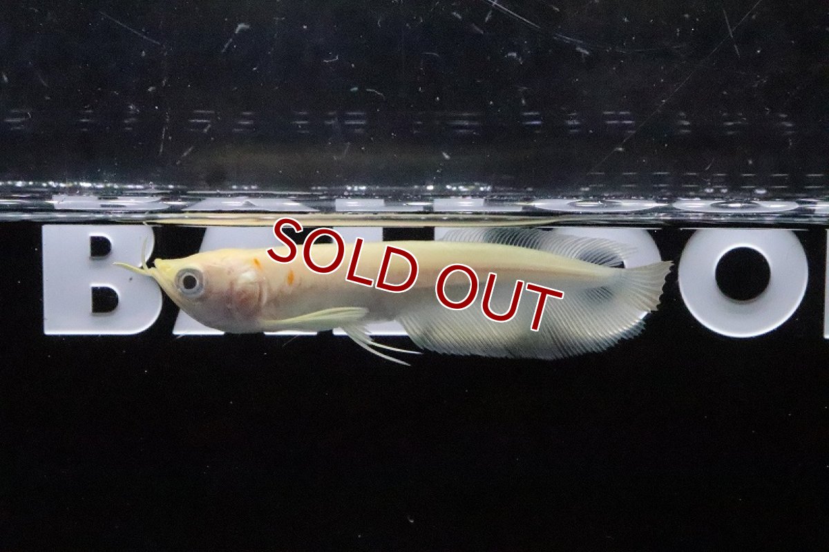 画像1: 【アーリーサマーセール10%OFFクーポン番号（10）対象商品 淡水魚】【淡水魚】【通販】大特価 アルビノシルバーアロワナ【1匹 サンプル画像】(±8-10cm)(大型魚)(生体)(淡水)NKO (1)