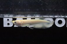 画像1: 【淡水魚】【通販】爆安 アルビノシルバーアロワナ【1匹 サンプル画像】(±8-10cm)(大型魚)(生体)(淡水)NKO (1)