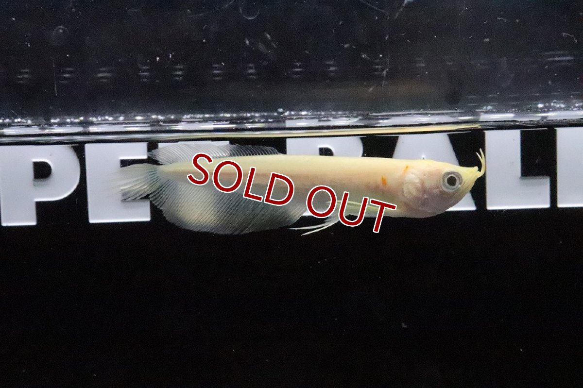 画像2: 【淡水魚】【通販】大特価 アルビノシルバーアロワナ【1匹 サンプル画像】(±7-8cm)(大型魚)(生体)(淡水)NKO (2)