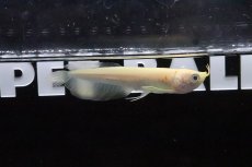 画像2: 【淡水魚】【通販】爆安 アルビノシルバーアロワナ【1匹 サンプル画像】(±8-10cm)(大型魚)(生体)(淡水)NKO (2)