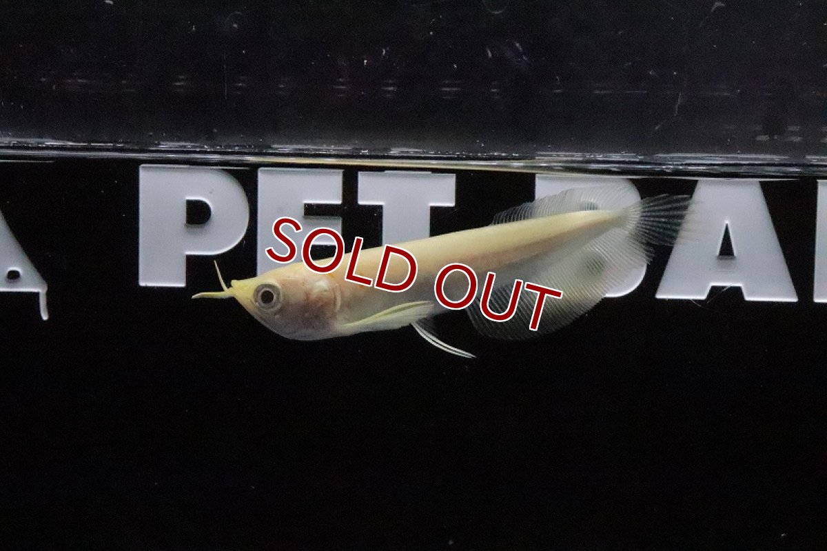 画像3: 【淡水魚】【通販】大特価 アルビノシルバーアロワナ【1匹 サンプル画像】(±7-8cm)(大型魚)(生体)(淡水)NKO (3)