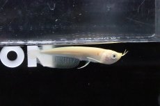 画像4: 【淡水魚】【通販】爆安 アルビノシルバーアロワナ【1匹 サンプル画像】(±8-10cm)(大型魚)(生体)(淡水)NKO (4)