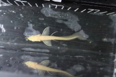 画像5: 【淡水魚】【通販】爆安 アルビノシルバーアロワナ【1匹 サンプル画像】(±8-10cm)(大型魚)(生体)(淡水)NKO (5)