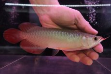 画像1: 【淡水魚】【通販】セレクト個体 証明書付き 紅龍(フォーエバーレッド)登録番号250-002999【個体販売】(熱帯魚)NKO(熱帯魚)NKO (1)