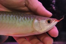 画像2: 【淡水魚】【通販】セレクト個体 証明書付き 紅龍(フォーエバーレッド)登録番号250-002999【個体販売】(熱帯魚)NKO(熱帯魚)NKO (2)
