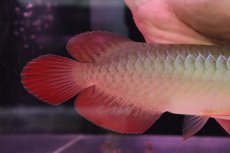 画像3: 【淡水魚】【通販】セレクト個体 証明書付き 紅龍(フォーエバーレッド)登録番号250-002999【個体販売】(熱帯魚)NKO(熱帯魚)NKO (3)