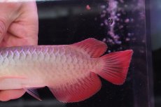 画像6: 【淡水魚】【通販】セレクト個体 証明書付き 紅龍(フォーエバーレッド)登録番号250-002999【個体販売】(熱帯魚)NKO(熱帯魚)NKO (6)