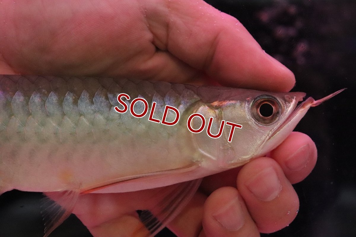 画像2: 【淡水魚】【通販】セレクト個体 証明書付き 紅龍(チリレッド)顎赤あり 登録番号250-003065【個体販売】【アジアアロワナ】(生体)(熱帯魚)NKO(熱帯魚)NKO (2)