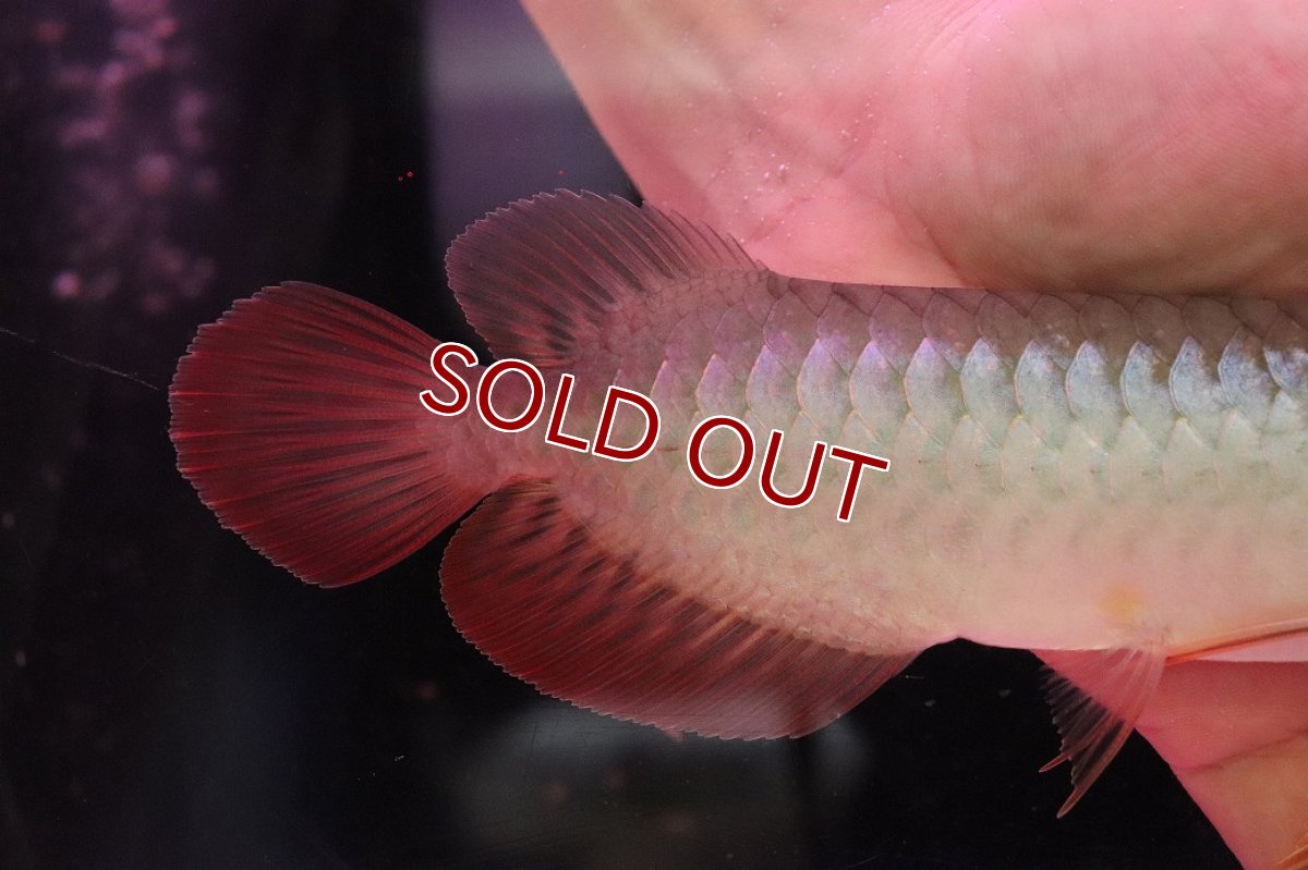 画像3: 【淡水魚】【通販】セレクト個体 証明書付き 紅龍(チリレッド)顎赤あり 登録番号250-003065【個体販売】【アジアアロワナ】(生体)(熱帯魚)NKO(熱帯魚)NKO (3)