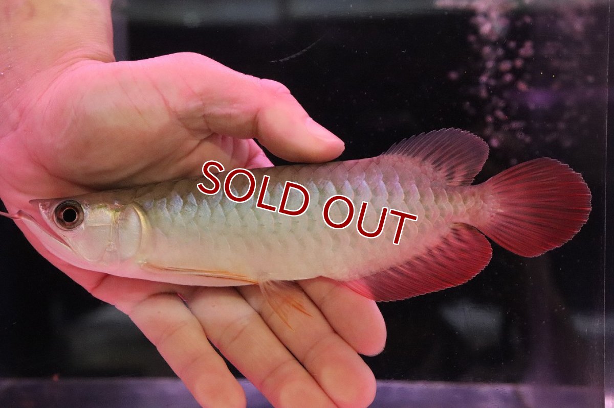 画像4: 【淡水魚】【通販】セレクト個体 証明書付き 紅龍(チリレッド)顎赤あり 登録番号250-003065【個体販売】【アジアアロワナ】(生体)(熱帯魚)NKO(熱帯魚)NKO (4)