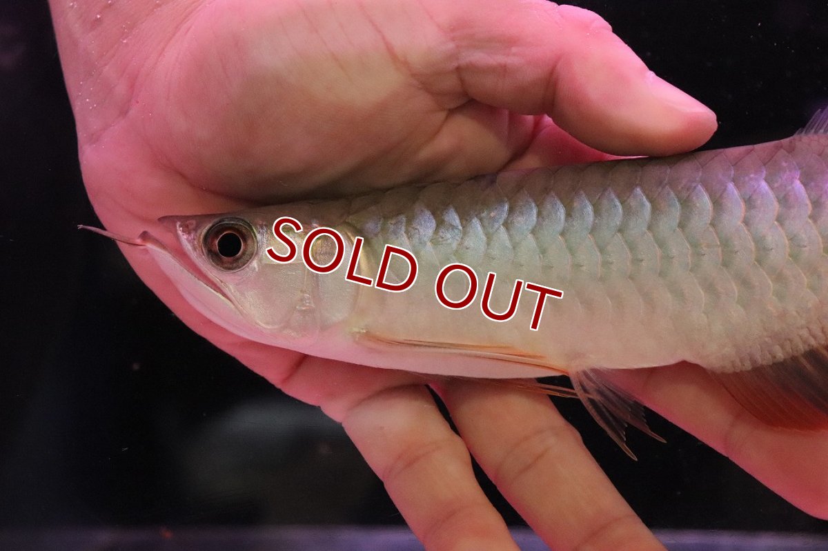 画像5: 【淡水魚】【通販】セレクト個体 証明書付き 紅龍(チリレッド)顎赤あり 登録番号250-003065【個体販売】【アジアアロワナ】(生体)(熱帯魚)NKO(熱帯魚)NKO (5)