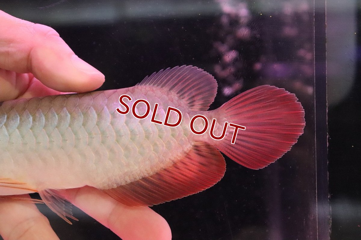 画像6: 【淡水魚】【通販】セレクト個体 証明書付き 紅龍(チリレッド)顎赤あり 登録番号250-003065【個体販売】【アジアアロワナ】(生体)(熱帯魚)NKO(熱帯魚)NKO (6)