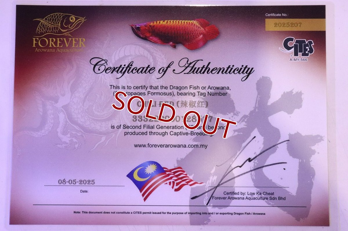 画像7: 【淡水魚】【通販】セレクト個体 証明書付き 紅龍(チリレッド)顎赤あり 登録番号250-003065【個体販売】【アジアアロワナ】(生体)(熱帯魚)NKO(熱帯魚)NKO (7)