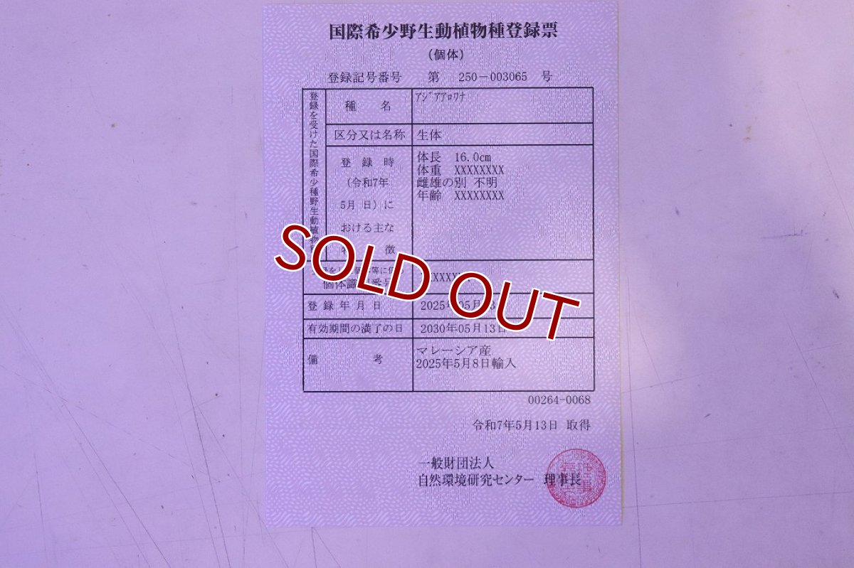 画像8: 【淡水魚】【通販】セレクト個体 証明書付き 紅龍(チリレッド)顎赤あり 登録番号250-003065【個体販売】【アジアアロワナ】(生体)(熱帯魚)NKO(熱帯魚)NKO (8)