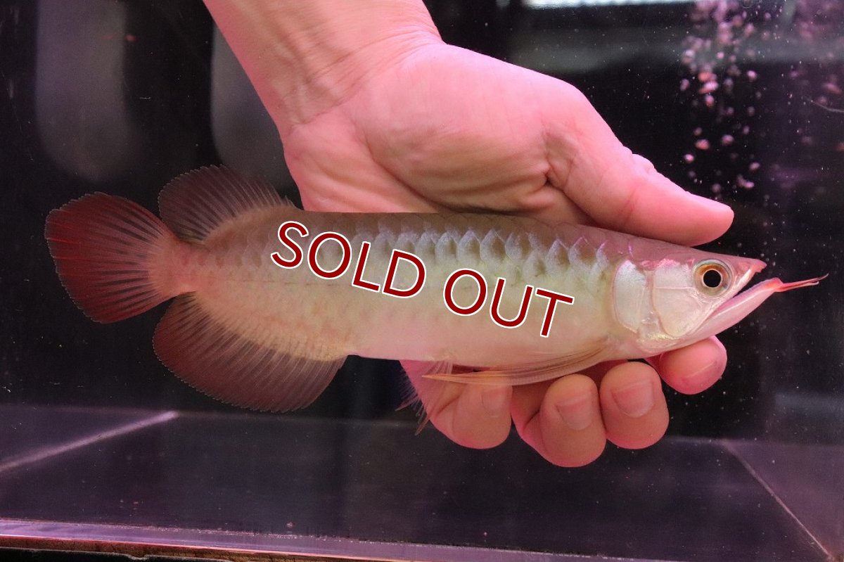 画像1: 【10%OFF対象商品30周年セール】【淡水魚】【通販】【20％OFF済生体】セレクト個体 証明書付き 紅龍(チリレッド)登録番号250-003062【個体販売】【アジアアロワナ】(生体)(熱帯魚)NKO(熱帯魚)NKO (1)