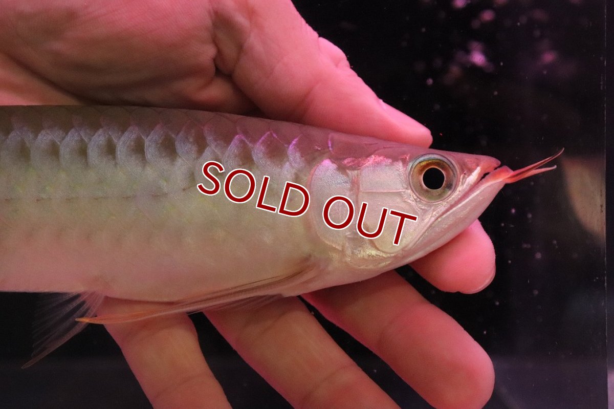 画像2: 【10%OFF対象商品30周年セール】【淡水魚】【通販】【20％OFF済生体】セレクト個体 証明書付き 紅龍(チリレッド)登録番号250-003062【個体販売】【アジアアロワナ】(生体)(熱帯魚)NKO(熱帯魚)NKO (2)