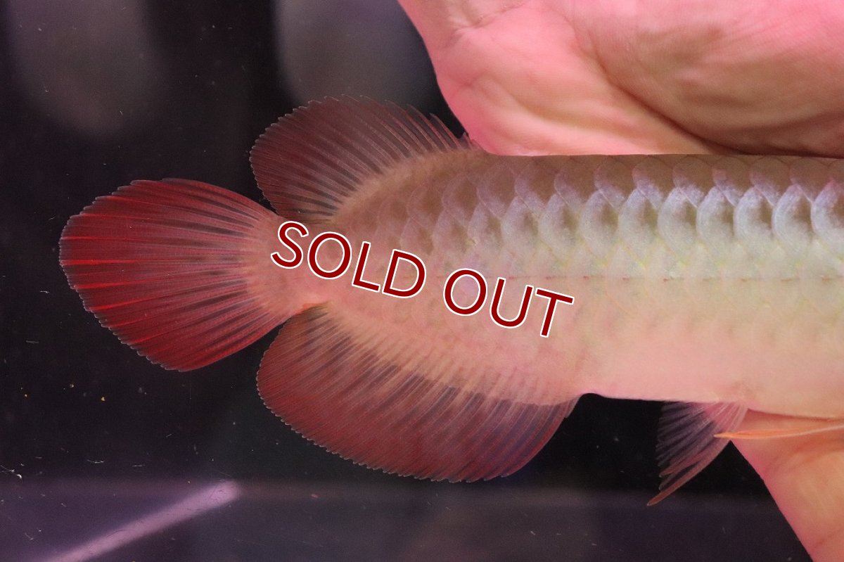 画像3: 【10%OFF対象商品30周年セール】【淡水魚】【通販】【20％OFF済生体】セレクト個体 証明書付き 紅龍(チリレッド)登録番号250-003062【個体販売】【アジアアロワナ】(生体)(熱帯魚)NKO(熱帯魚)NKO (3)