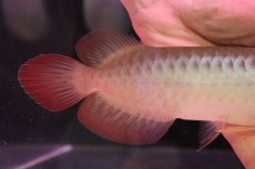 画像3: 【淡水魚】【通販】セレクト個体 証明書付き 紅龍(チリレッド)登録番号250-003062【個体販売】(熱帯魚)NKO(熱帯魚)NKO (3)