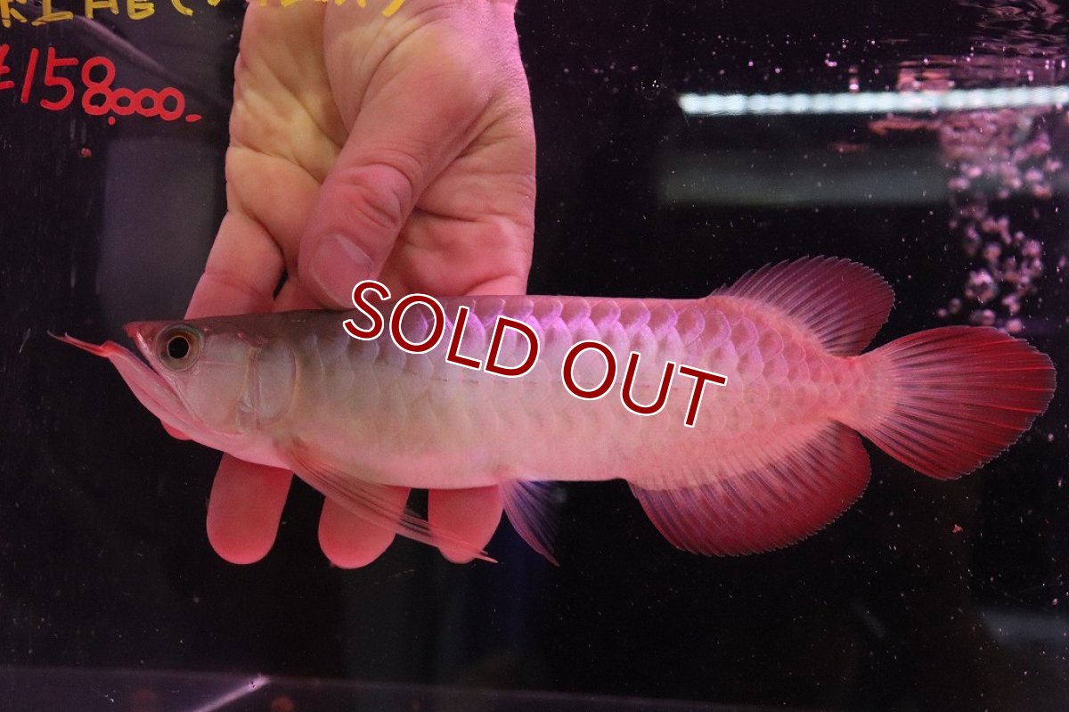 画像4: 【10%OFF対象商品30周年セール】【淡水魚】【通販】【20％OFF済生体】セレクト個体 証明書付き 紅龍(チリレッド)登録番号250-003062【個体販売】【アジアアロワナ】(生体)(熱帯魚)NKO(熱帯魚)NKO (4)