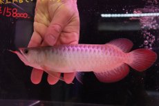 画像4: 【淡水魚】【通販】セレクト個体 証明書付き 紅龍(チリレッド)登録番号250-003062【個体販売】(熱帯魚)NKO(熱帯魚)NKO (4)