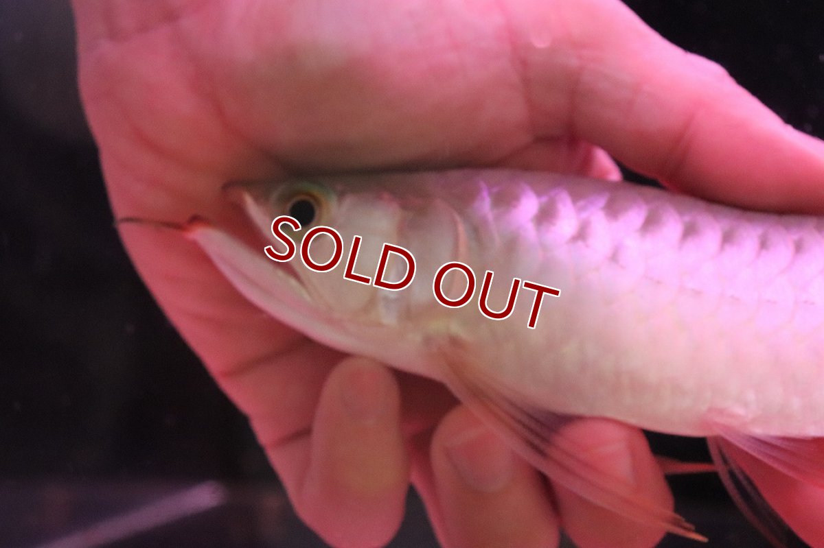 画像5: 【10%OFF対象商品30周年セール】【淡水魚】【通販】【20％OFF済生体】セレクト個体 証明書付き 紅龍(チリレッド)登録番号250-003062【個体販売】【アジアアロワナ】(生体)(熱帯魚)NKO(熱帯魚)NKO (5)