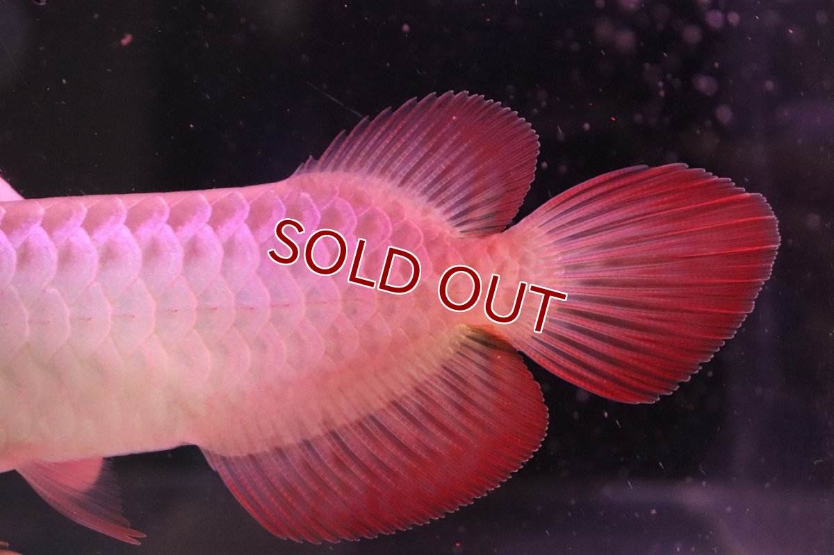 画像6: 【10%OFF対象商品30周年セール】【淡水魚】【通販】【20％OFF済生体】セレクト個体 証明書付き 紅龍(チリレッド)登録番号250-003062【個体販売】【アジアアロワナ】(生体)(熱帯魚)NKO(熱帯魚)NKO (6)