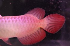 画像6: 【淡水魚】【通販】セレクト個体 証明書付き 紅龍(チリレッド)登録番号250-003062【個体販売】(熱帯魚)NKO(熱帯魚)NKO (6)