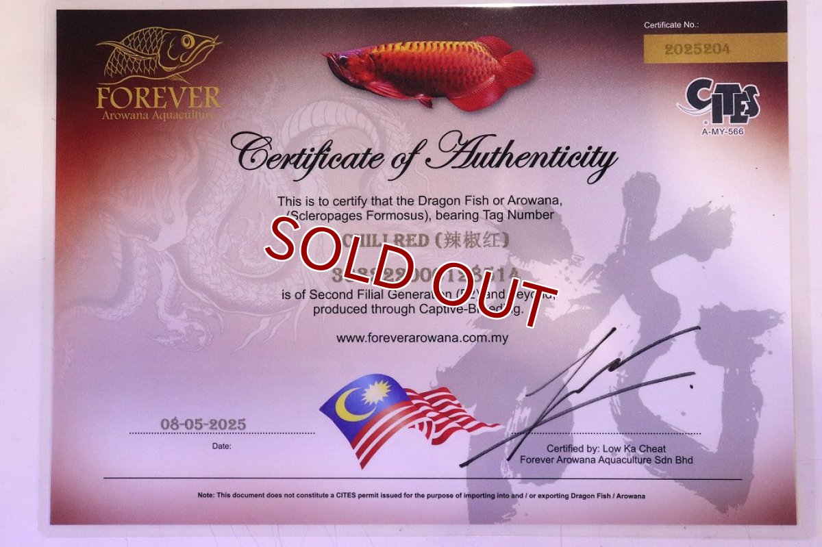 画像7: 【10%OFF対象商品30周年セール】【淡水魚】【通販】【20％OFF済生体】セレクト個体 証明書付き 紅龍(チリレッド)登録番号250-003062【個体販売】【アジアアロワナ】(生体)(熱帯魚)NKO(熱帯魚)NKO (7)
