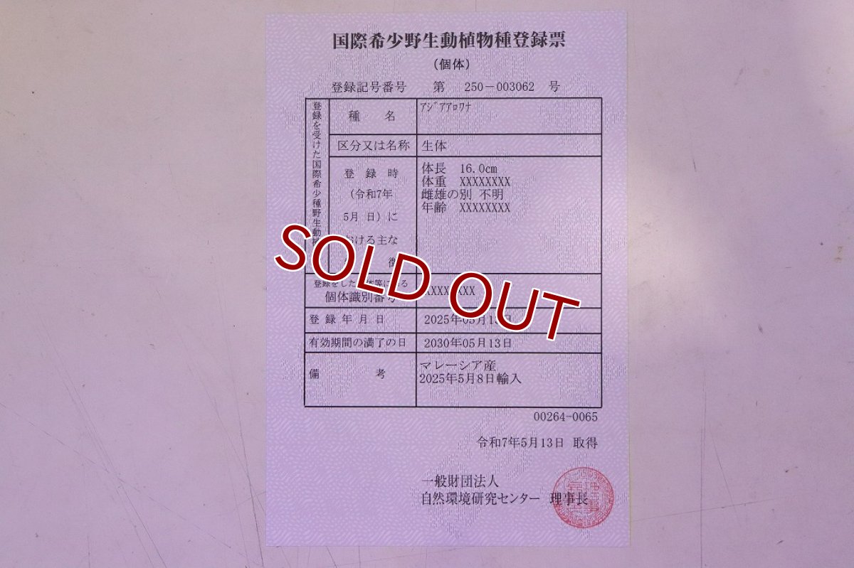 画像8: 【10%OFF対象商品30周年セール】【淡水魚】【通販】【20％OFF済生体】セレクト個体 証明書付き 紅龍(チリレッド)登録番号250-003062【個体販売】【アジアアロワナ】(生体)(熱帯魚)NKO(熱帯魚)NKO (8)