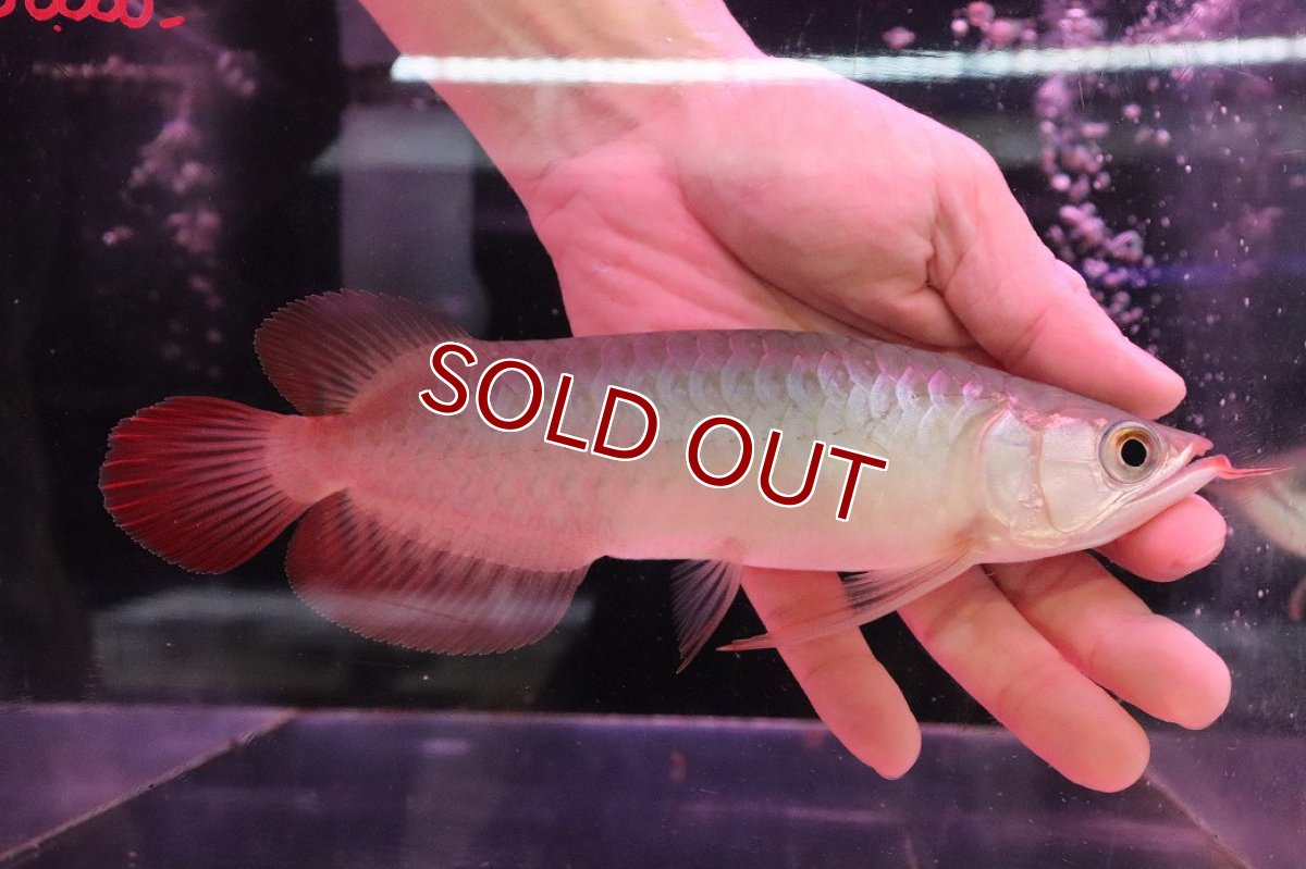 画像1: 【淡水魚】【通販】【20％OFF済生体】セレクト個体 証明書付き 紅龍(チリレッド)登録番号250-003064【個体販売】【アジアアロワナ】(生体)(熱帯魚)NKO(熱帯魚)NKO (1)