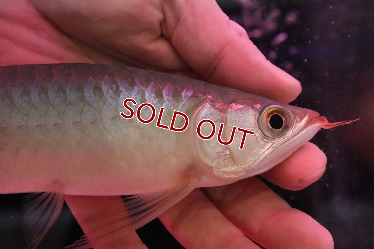 画像2: 【淡水魚】【通販】【20％OFF済生体】セレクト個体 証明書付き 紅龍(チリレッド)登録番号250-003064【個体販売】【アジアアロワナ】(生体)(熱帯魚)NKO(熱帯魚)NKO (2)