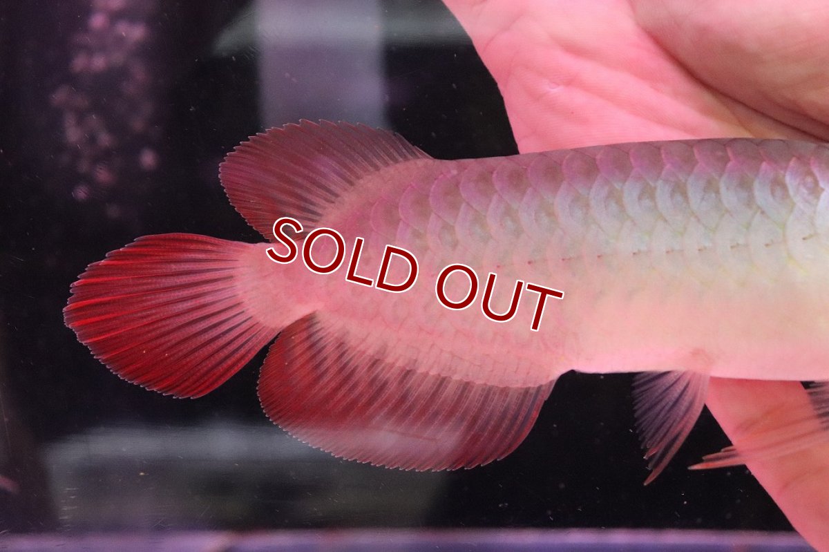 画像3: 【淡水魚】【通販】【20％OFF済生体】セレクト個体 証明書付き 紅龍(チリレッド)登録番号250-003064【個体販売】【アジアアロワナ】(生体)(熱帯魚)NKO(熱帯魚)NKO (3)