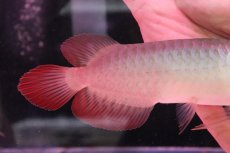 画像3: 【淡水魚】【通販】セレクト個体 証明書付き 紅龍(チリレッド)登録番号250-003064【個体販売】(熱帯魚)NKO(熱帯魚)NKO (3)
