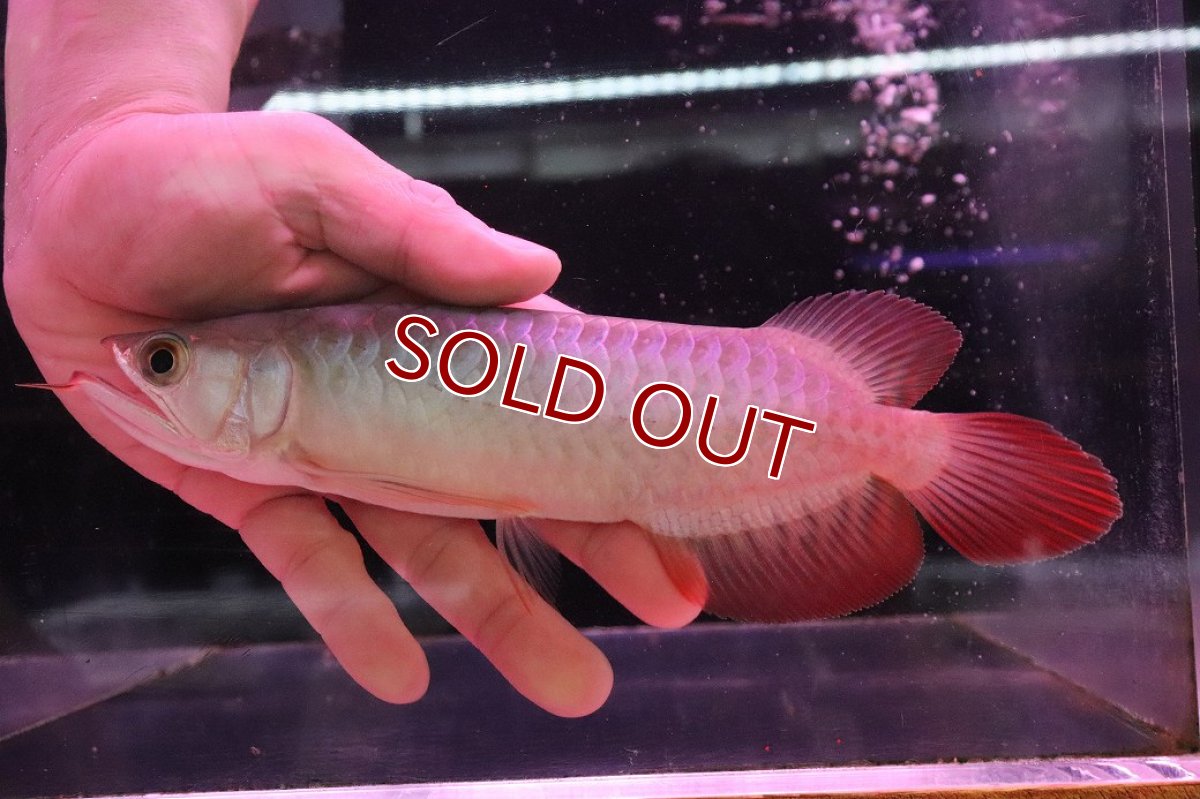 画像4: 【淡水魚】【通販】【20％OFF済生体】セレクト個体 証明書付き 紅龍(チリレッド)登録番号250-003064【個体販売】【アジアアロワナ】(生体)(熱帯魚)NKO(熱帯魚)NKO (4)