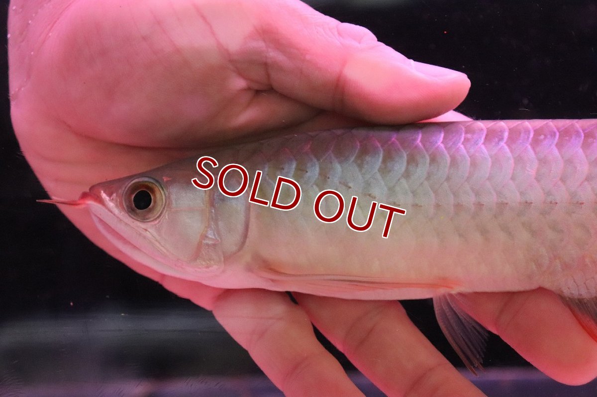 画像5: 【淡水魚】【通販】【20％OFF済生体】セレクト個体 証明書付き 紅龍(チリレッド)登録番号250-003064【個体販売】【アジアアロワナ】(生体)(熱帯魚)NKO(熱帯魚)NKO (5)