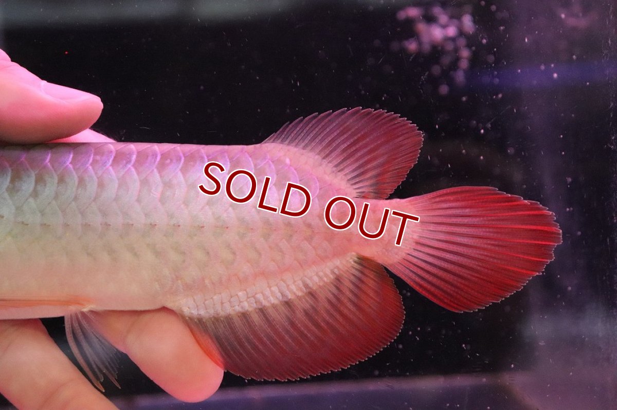 画像6: 【淡水魚】【通販】【20％OFF済生体】セレクト個体 証明書付き 紅龍(チリレッド)登録番号250-003064【個体販売】【アジアアロワナ】(生体)(熱帯魚)NKO(熱帯魚)NKO (6)