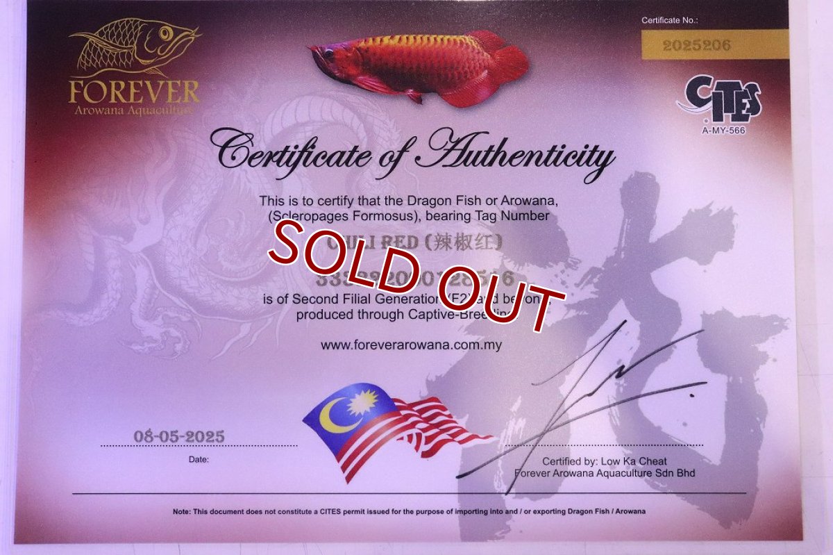 画像7: 【淡水魚】【通販】【20％OFF済生体】セレクト個体 証明書付き 紅龍(チリレッド)登録番号250-003064【個体販売】【アジアアロワナ】(生体)(熱帯魚)NKO(熱帯魚)NKO (7)