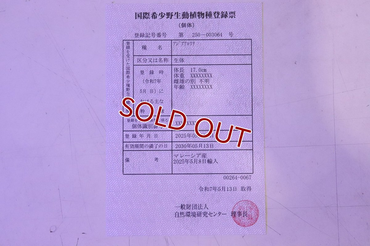 画像8: 【淡水魚】【通販】【20％OFF済生体】セレクト個体 証明書付き 紅龍(チリレッド)登録番号250-003064【個体販売】【アジアアロワナ】(生体)(熱帯魚)NKO(熱帯魚)NKO (8)