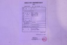 画像8: 【淡水魚】【通販】セレクト個体 証明書付き 紅龍(チリレッド)登録番号250-003064【個体販売】(熱帯魚)NKO(熱帯魚)NKO (8)