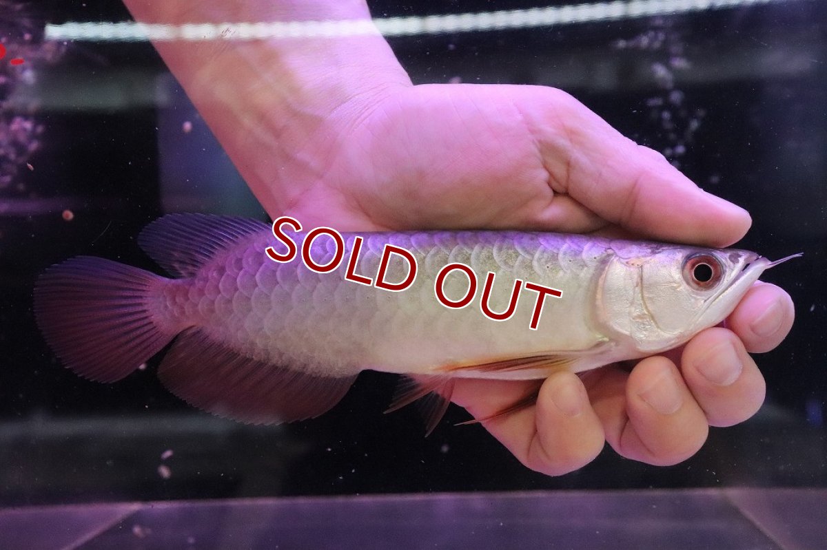 画像1: 【淡水魚】【通販】【20％OFF済生体】セレクト個体 証明書付き 藍底過背金龍(ブキメラブルー)登録番号250-003044【個体販売】【アジアアロワナ】(生体)(熱帯魚)NKO(熱帯魚)NKO (1)