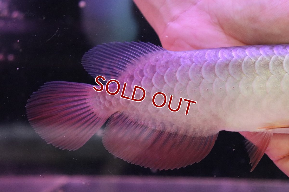 画像3: 【淡水魚】【通販】【20％OFF済生体】セレクト個体 証明書付き 藍底過背金龍(ブキメラブルー)登録番号250-003044【個体販売】【アジアアロワナ】(生体)(熱帯魚)NKO(熱帯魚)NKO (3)