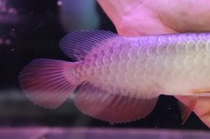 画像3: 【淡水魚】【通販】セレクト個体 証明書付き 藍底過背金龍(ブキメラブルー)登録番号250-003044【個体販売】(熱帯魚)NKO(熱帯魚)NKO (3)
