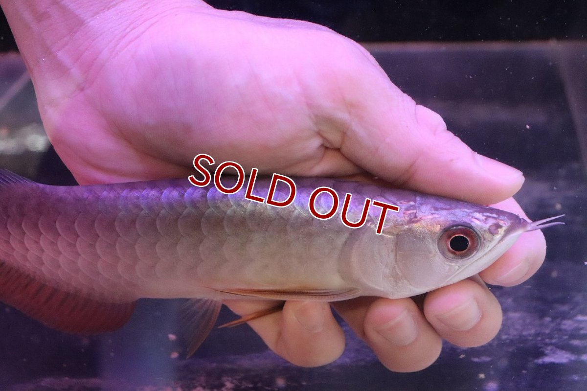 画像4: 【淡水魚】【通販】【20％OFF済生体】セレクト個体 証明書付き 藍底過背金龍(ブキメラブルー)登録番号250-003044【個体販売】【アジアアロワナ】(生体)(熱帯魚)NKO(熱帯魚)NKO (4)