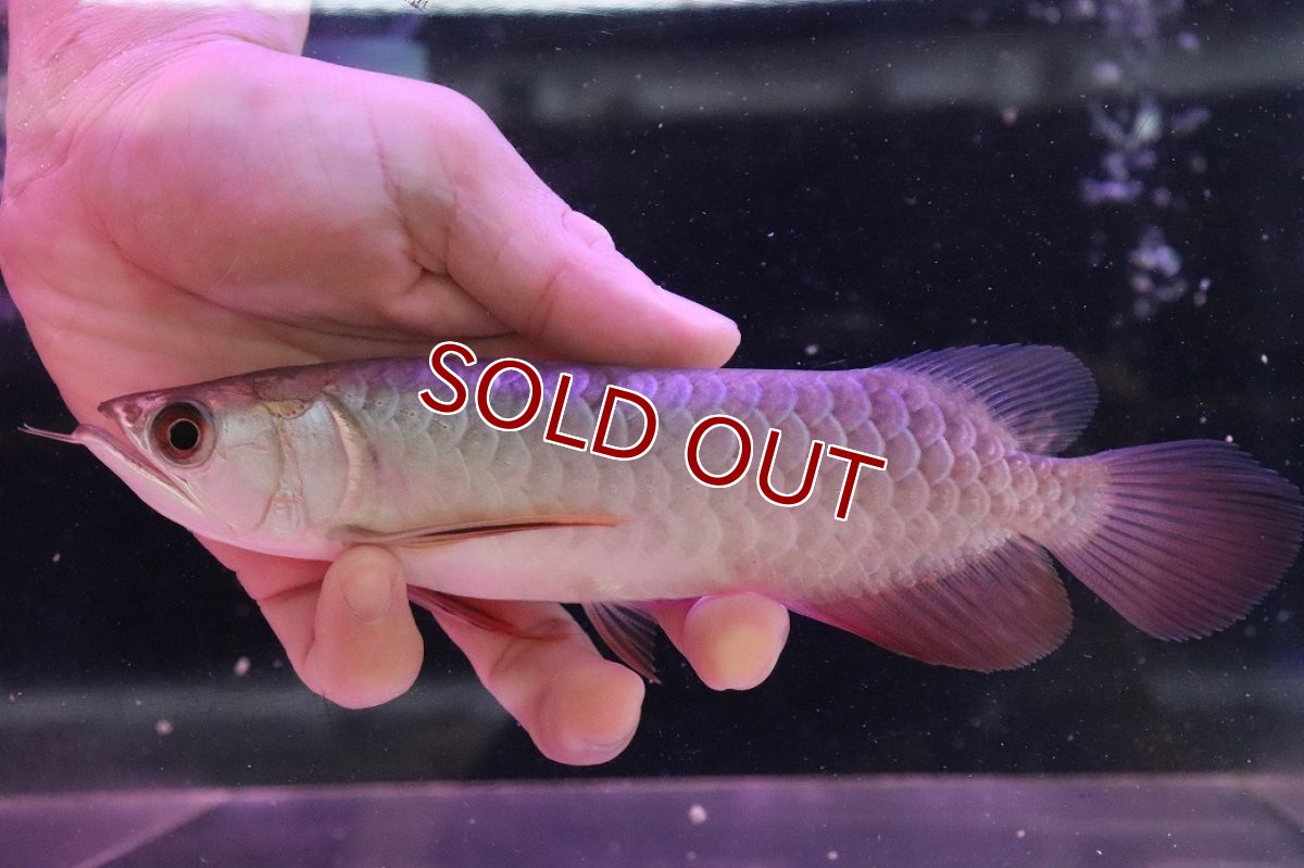 画像5: 【淡水魚】【通販】【20％OFF済生体】セレクト個体 証明書付き 藍底過背金龍(ブキメラブルー)登録番号250-003044【個体販売】【アジアアロワナ】(生体)(熱帯魚)NKO(熱帯魚)NKO (5)