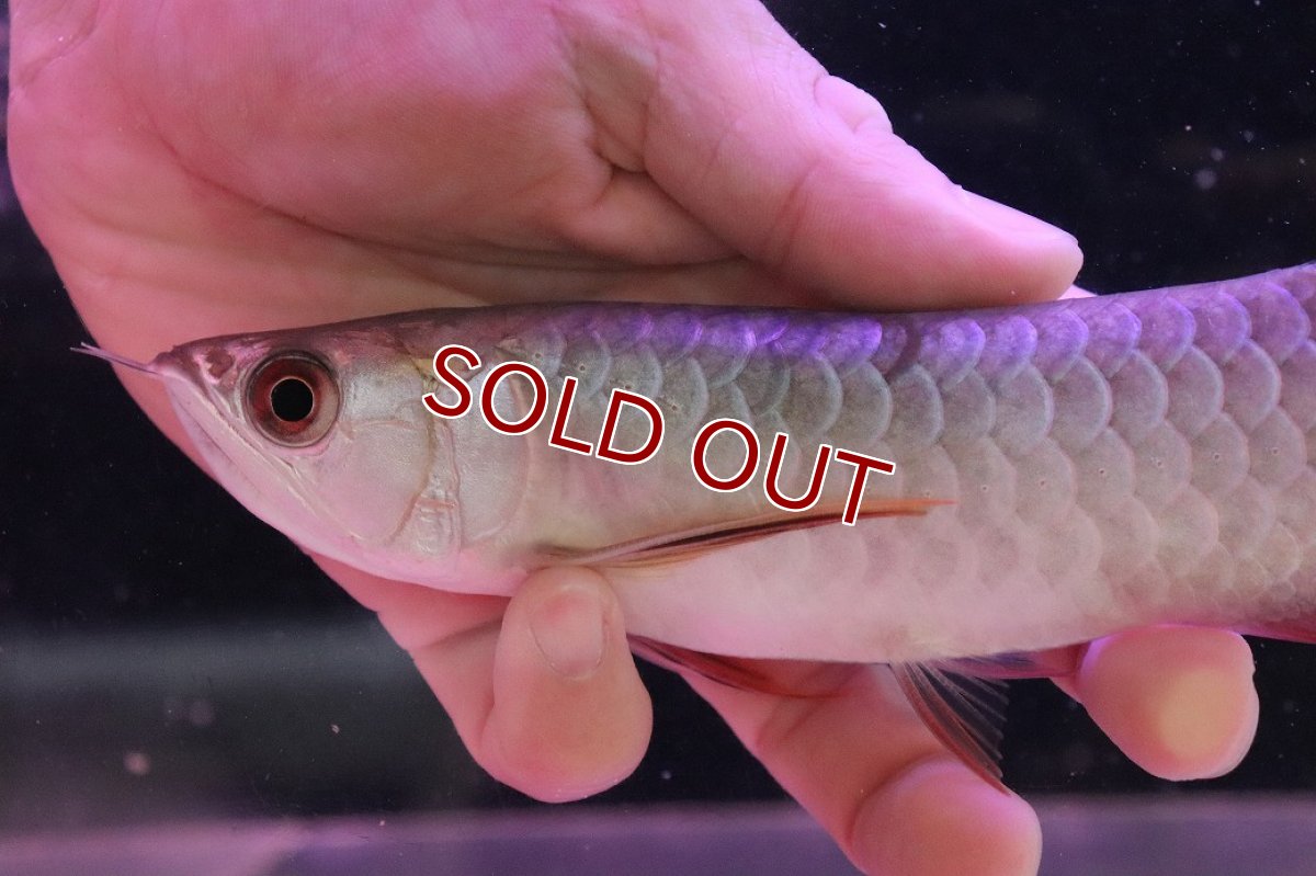 画像6: 【淡水魚】【通販】【20％OFF済生体】セレクト個体 証明書付き 藍底過背金龍(ブキメラブルー)登録番号250-003044【個体販売】【アジアアロワナ】(生体)(熱帯魚)NKO(熱帯魚)NKO (6)