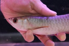 画像6: 【淡水魚】【通販】セレクト個体 証明書付き 藍底過背金龍(ブキメラブルー)登録番号250-003044【個体販売】(熱帯魚)NKO(熱帯魚)NKO (6)