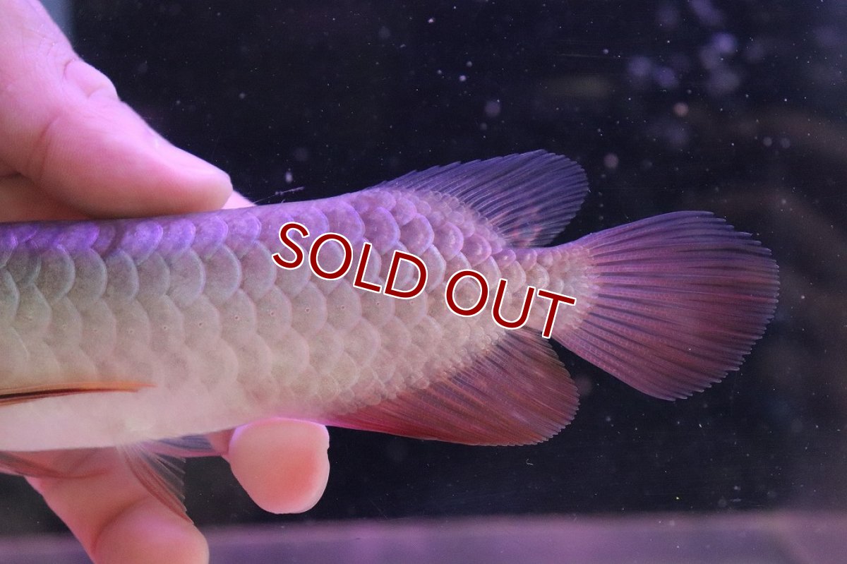 画像7: 【淡水魚】【通販】【20％OFF済生体】セレクト個体 証明書付き 藍底過背金龍(ブキメラブルー)登録番号250-003044【個体販売】【アジアアロワナ】(生体)(熱帯魚)NKO(熱帯魚)NKO (7)